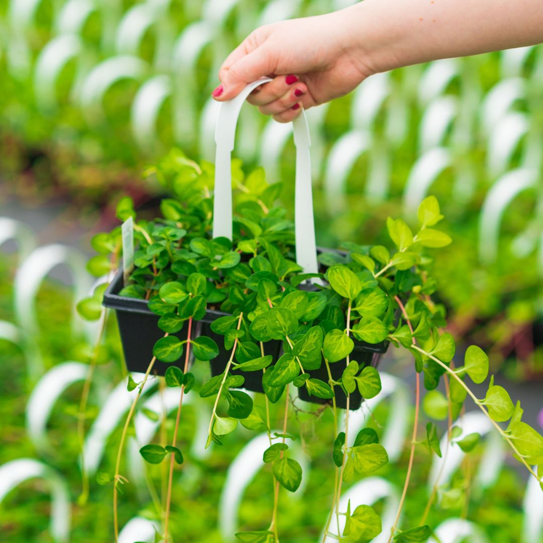 Vinca Vine – Maculata – 306 Pack